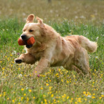 chien golden