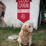 education canine