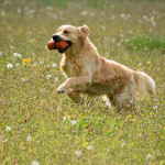 golden retriever lof